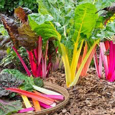 Swiss Chard Rainbow of Lights Organic Seed