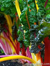 Swiss Chard Rainbow of Lights Organic Seed