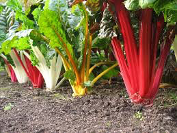 Swiss Chard Rainbow of Lights Organic Seed
