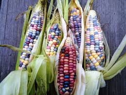 Corn Glass Gems Ornamental Popcorn Organic Seed