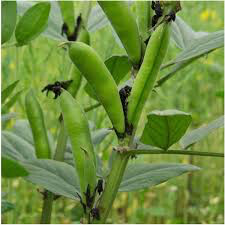 Lima Bean Henderson&#39;s Seed