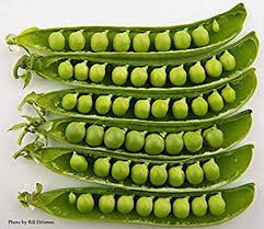Snow Pea Dwarf Grey Sugar Heritage Seed