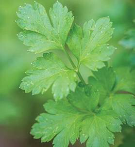 Parsley Italian Large Flat Leaf Seed