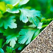 Parsley Italian Large Flat Leaf Seed