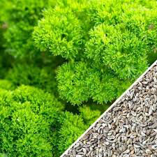 Parsley Moss Curled Seed