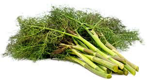 Fennel Bronze Seed