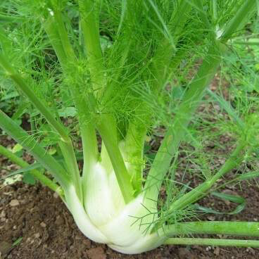 Fennel Sweet Florence Seed