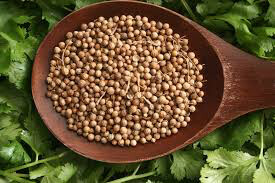 Cilantro Leisure Organic Seed