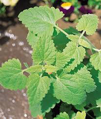 Catnip Seed