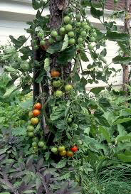 Tomato Sweet 100 Cherry Seed