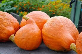Squash Golden Hubbard Heritage Seed