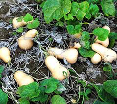 Squash Honeynut Organic Seed