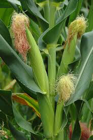 Corn White Silver Queen Seed