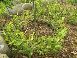 Snow Pea Dwarf Grey Sugar Heritage Seed