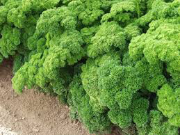 Parsley Moss Curled Seed