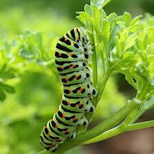 Parsley Moss Curled Seed