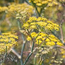 Fennel Bronze Seed