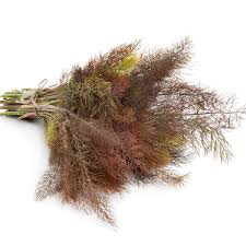 Fennel Bronze Seed