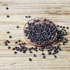 Catnip Seed
