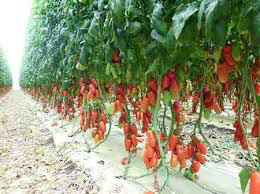 Tomato San Marzano Roma Seed