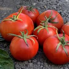 Tomato Burbank Slicing Organic Seed
