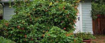 Bean Scarlet Runner Seed
