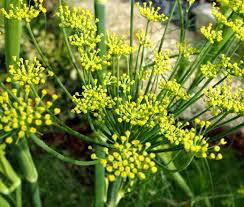Fennel Sweet Florence Seed