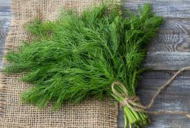 Dill Bouquet Seed