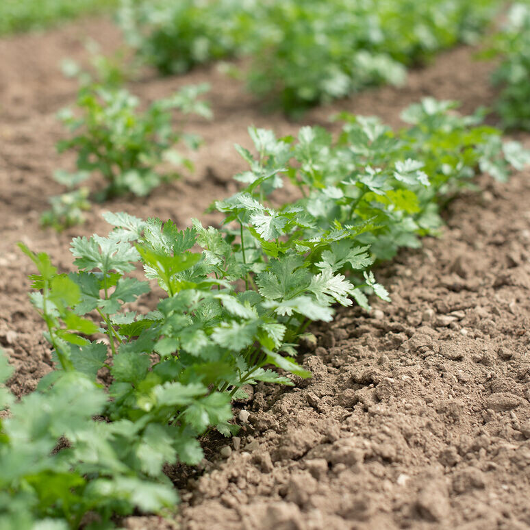 Cilantro Leisure Organic Seed