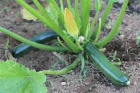 Squash Fordhook Zucchini Organic Seed