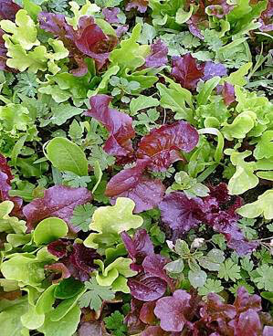 Mesclun Provence Style Organic Seed