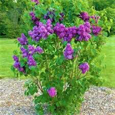 lilac Syringa &#39;Bloomerang Dark Purple&#39; 3 gal