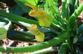 Squash Fordhook Zucchini Organic Seed