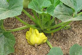 Squash Bush Scallop Organic Blend Seed