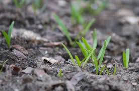 Spinach Verdill Organic Seed