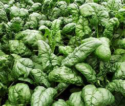 Spinach  Leaf Bloomsdale Seed