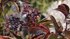 Sambucus nigra &#39;Black Tower&#39; 5 gal 
