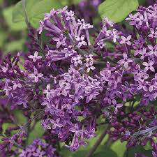 lilac Syringa &#39;Bloomerang Dark Purple&#39; 3 gal