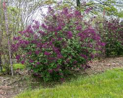 lilac Syringa &#39;Bloomerang Dark Purple&#39; 3 gal
