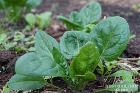 Spinach Verdill Organic Seed