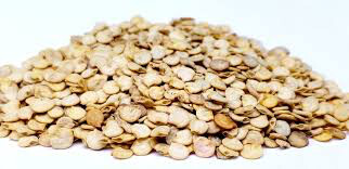 Pepper California Wonder Seed