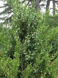 Juniperus Chinesis &#39;Hetzii Columnaris&#39; 7 gal