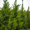 Juniperus Chinesis &#39;Hetzii Columnaris&#39; 7 gal
