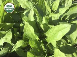 Spinach Verdill Organic Seed