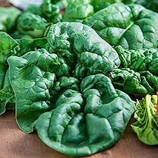 Spinach  Leaf Bloomsdale Seed