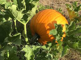 Pumpkin Howden Organic Seed