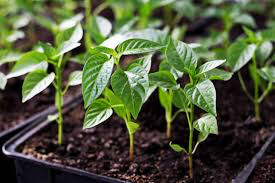 Pepper Sweet Baby Bell Organic Seed