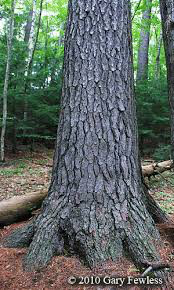Pinus strobus 4 ft