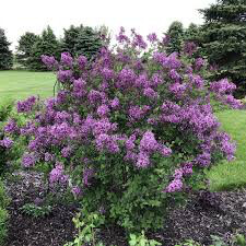 lilac Syringa &#39;Bloomerang Dark Purple&#39; 3 gal