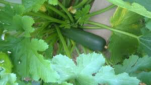 Squash Fordhook Zucchini Organic Seed